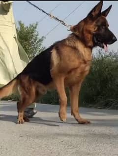 German Shepherd double coat male family dog 18 man for sale