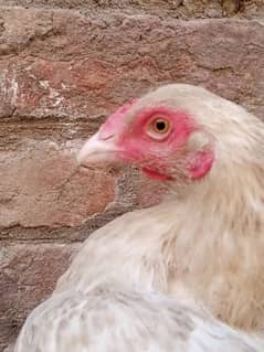 Aseel Heera Female With 1 Chik Urgent For Sale