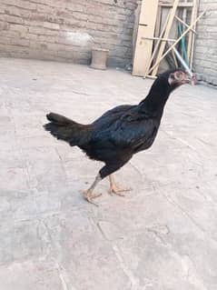 Aseel Lasani Home Breed Female Urgent For Sell