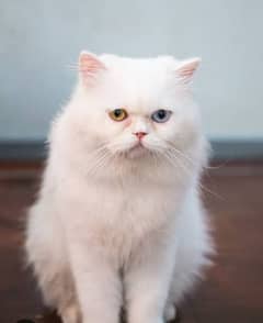 this cat male two colors eyes one brown and one blue