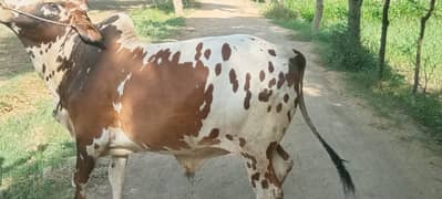 Healthy Fareezan Breed Male Cow for Eid Qurbani