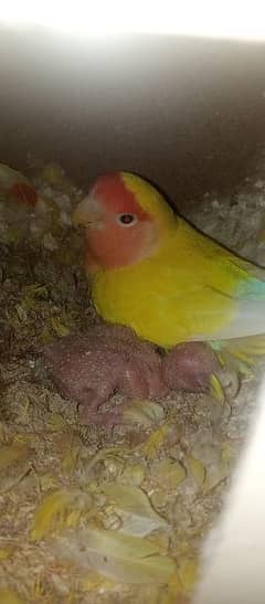 working pair of common latino with 2 babies  watsapp only 0335 5521612
