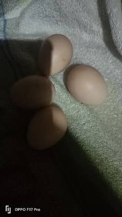 pure Mianwali cross Sindhi eggs