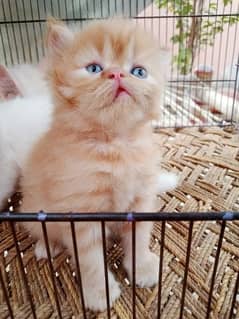 Persian Triple coated kitten