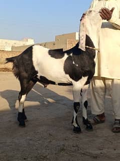 male goat for sale