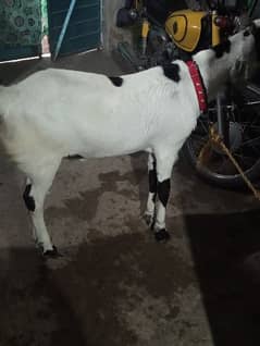 Goat Desi