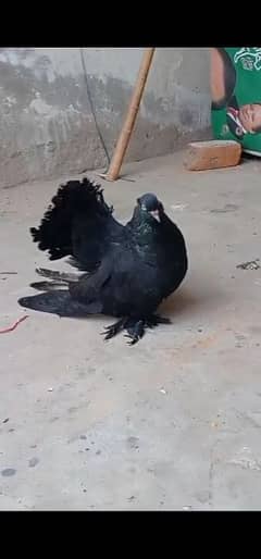 pigeon ,breeder male for sale ,price 10k