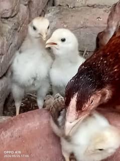 Aseel chicks available High Quality