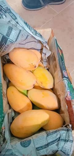 special discounted Mango      season
