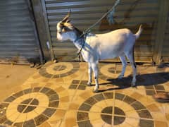 Beautiful Teddy Goat for Qurbani