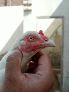 pure heera aseel paper white high quality hen