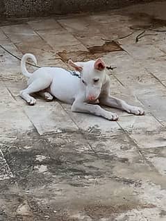 gultair dog pink nose 4 months age
