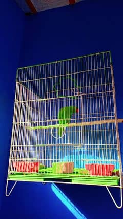 PARROT SALE WITH CAGE