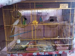 Australian parrot budgie 2 pair with cage