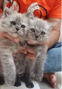 urgent sale kittens