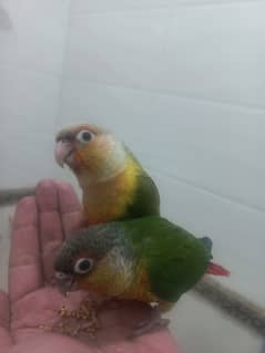 Conure Parrots pineapple and yellow sided