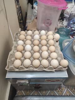 Golden Misri Home Based Desi Eggs For Sale In Rawalpindi