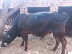 Qarbani ka bull for sale