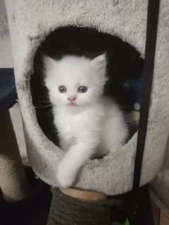 3 Persian kitten looking for new home