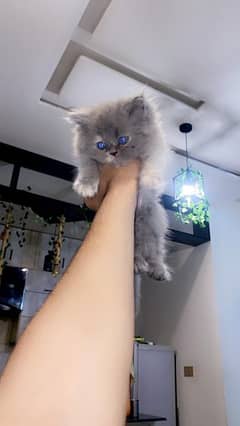 Gray Persian Female Kitten 0