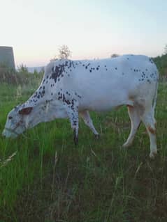 Khubsurat fateh Jangi cow for  sale