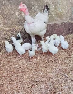 Paper wahite chicks Breed From AM Aseel