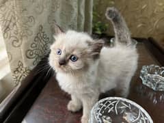 Rgdoll Breeder Kittens available