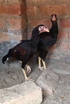 High qulaty chicks ha ( 03257047285 )