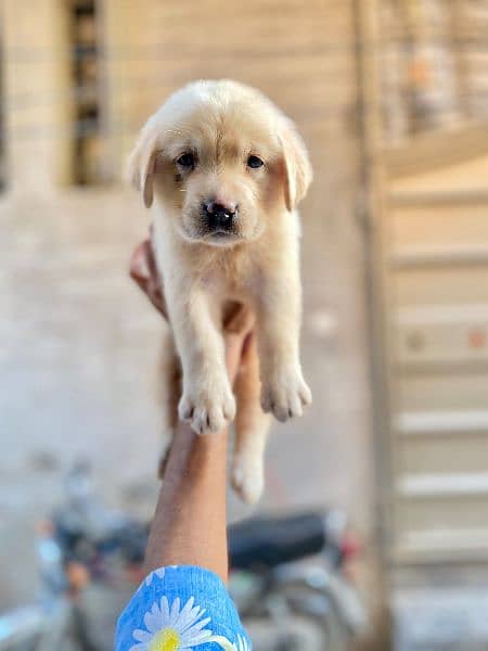Labrador puppies available for sale in Lahore 2