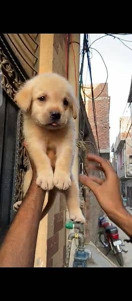 Labrador puppies available for sale in Lahore 3