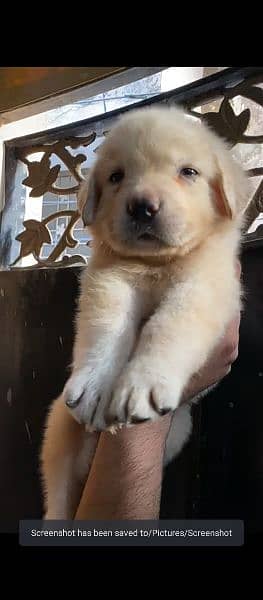 Labrador puppies available for sale in Lahore 4