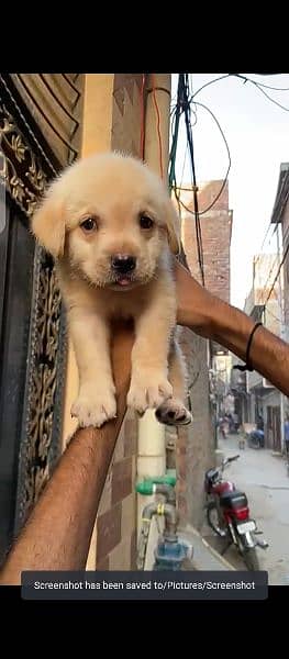 Labrador puppies available for sale in Lahore 5