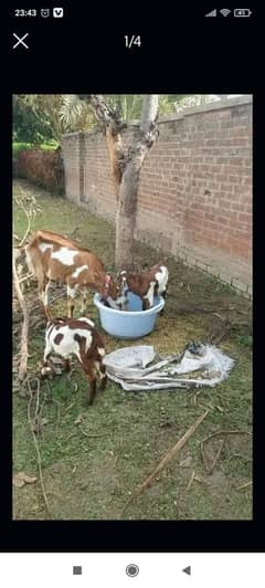 bakri with 2 babies of 2 month female