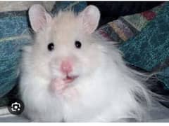 Hamster