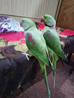 Talking Raw parrot hand-tamed breeding pair for sale