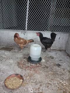 3golden misri chicks 3 austrolop chicks 2 hens female