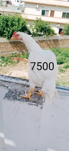 White aseel pair for sale in pwd islambad