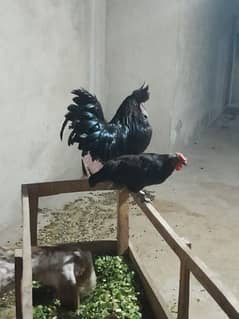 Ayam cemani male & Australorp female