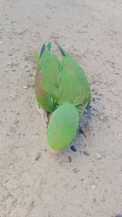 Raw parrots chicks for sale full jumbo size price 15k