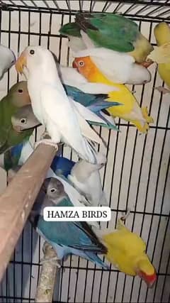 LOVE BIRDS AVAILABLE