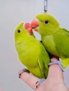 03435131048 Green ringneck parrots chicks self