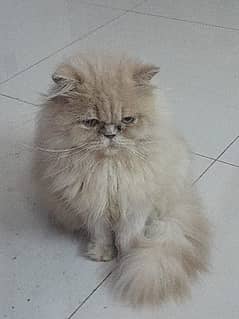 Persian Cats available, Bahria town Rawalpindi