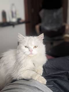 Persian Female cat White color