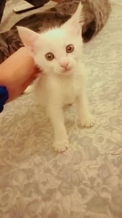 2 months cat for sale