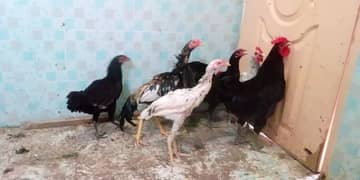 austrolop and aseel hens and roosters