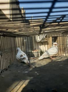 Red pied 2 adult wash females 15k each 0