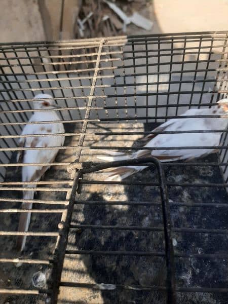 Red pied 2 adult wash females 15k each 2
