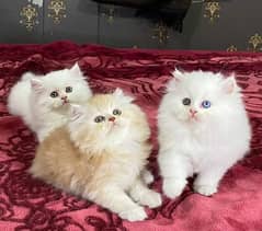 Pure Persian triple coated kittens available for sale