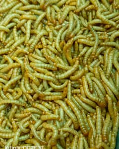 Mealworms (Alive & Dried)