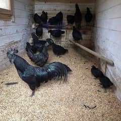 white buff and ayam cemani chicks available age 20 days